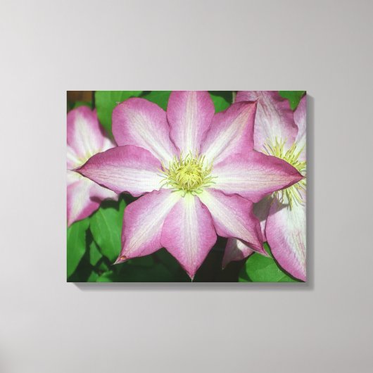 Trio van Clematis Pink en White Spring Vine Canvas Afdruk (Voorkant)