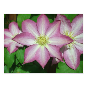 Trio van Clematis Pink en White Spring Vine Foto Afdruk