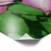 Trio van Clematis Pink en White Spring Vine Foto Afdruk (Hoek)