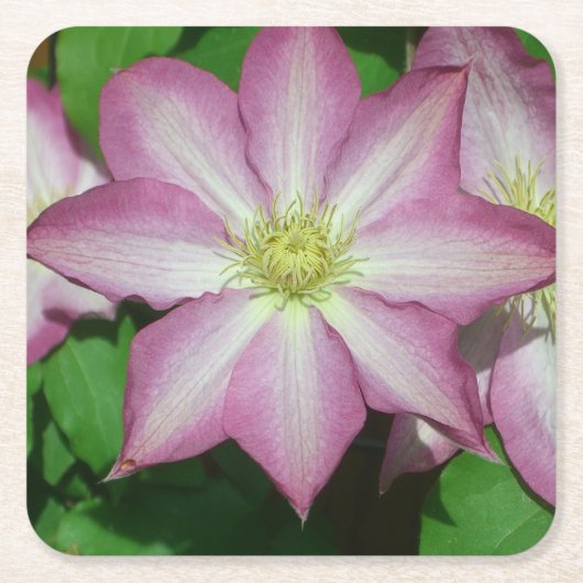 Trio van Clematis Pink en White Spring Vine Kartonnen Onderzetters (Voorkant)