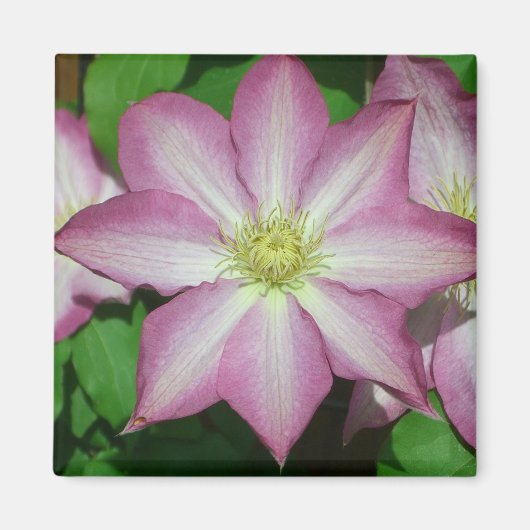 Trio van Clematis Pink en White Spring Vine Magneet (Voorkant)