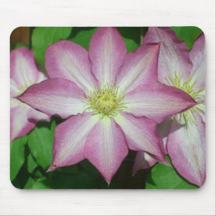 Trio van Clematis Pink en White Spring Vine Muismat