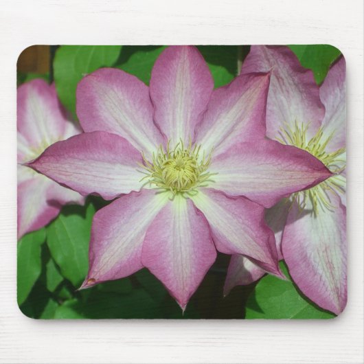 Trio van Clematis Pink en White Spring Vine Muismat (Voorkant)