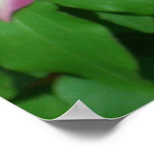 Trio van Clematis Pink en White Spring Vine Poster (Hoek)