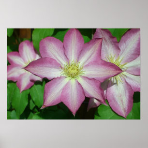 Trio van Clematis Pink en White Spring Vine Poster