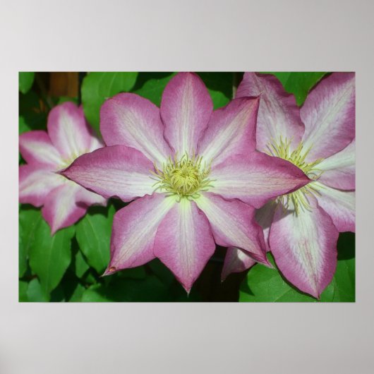 Trio van Clematis Pink en White Spring Vine Poster (Voorkant)