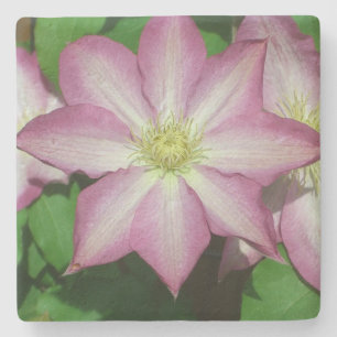 Trio van Clematis Pink en White Spring Vine Stenen Onderzetter