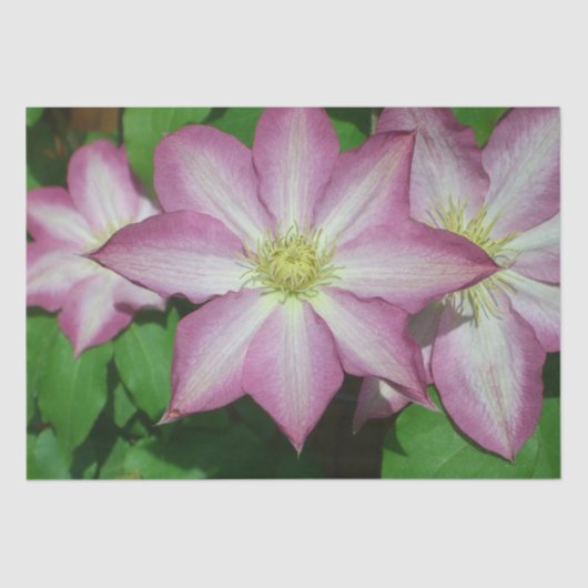 Trio van Clematis Pink en White Spring Vine Tissuepapier (Voorkant)