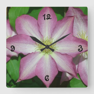 Trio van Clematis Pink en White Spring Vine Vierkante Klok