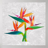 Trio van de vogels in het Paradijs Poster (Voorkant)