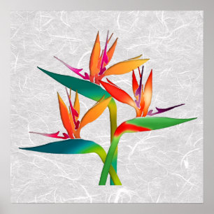 Trio van de vogels in het Paradijs Poster