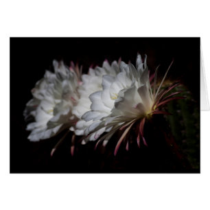 Trio van de Witte Cactus Flowers
