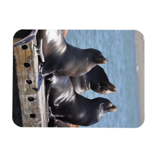 Trio van de Zee leeuwen die in de zon baren Magneet (Horizontaal)