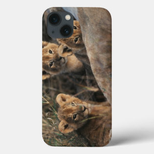 Trio van de zes weken oude Lion Cubs, zittend Case-Mate iPhone Case
