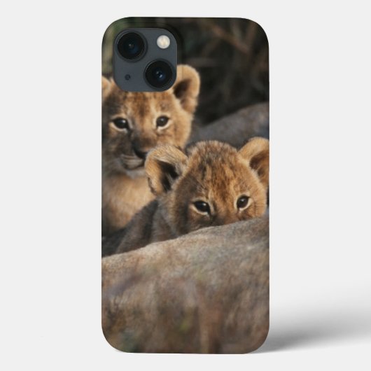 Trio van de zes weken oude Lion Cubs, zittend Case-Mate iPhone Case (Achterkant)