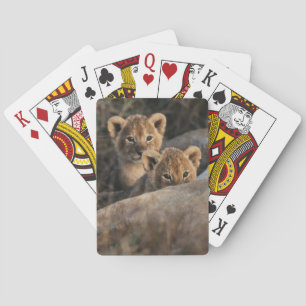 Trio van de zes weken oude Lion Cubs, zittend Pokerkaarten