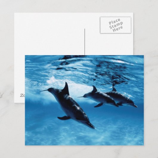 Trio van dolfijnen briefkaart (Voorkant / Achterkant)