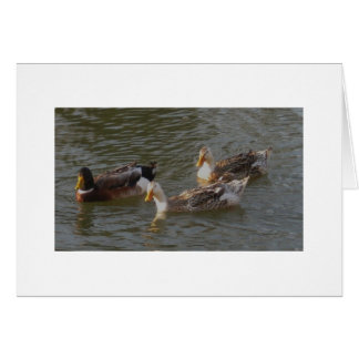 Trio van Engelse zilver Appleyard Ducks