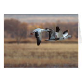 Trio van ganzen (Voorkant Horizontaal)