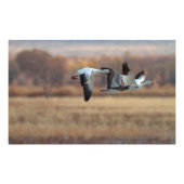 Trio van ganzen foto afdruk (Voorkant)