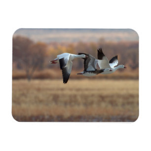 Trio van ganzen magneet