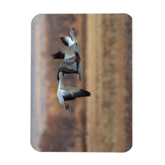 Trio van ganzen magneet (Verticaal)