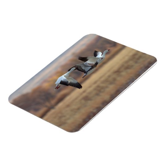 Trio van ganzen magneet (Linkerzijde)