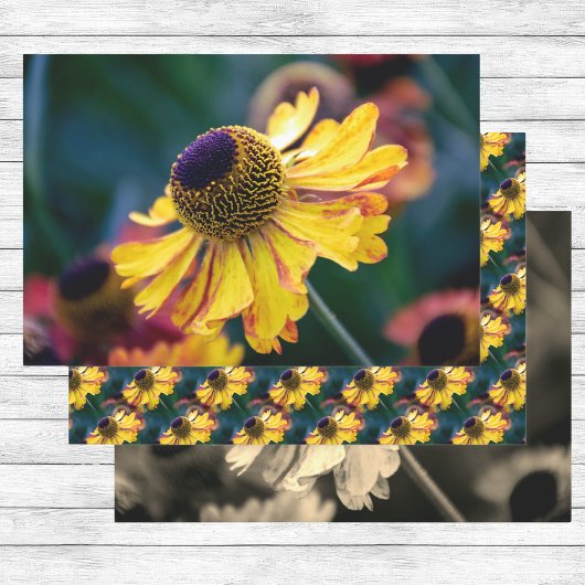 Trio van Goud en Paarse Helenium bloemen Inpakpapier Vel