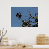 Trio van Hamerkops in het bladerdak Poster (Keuken)