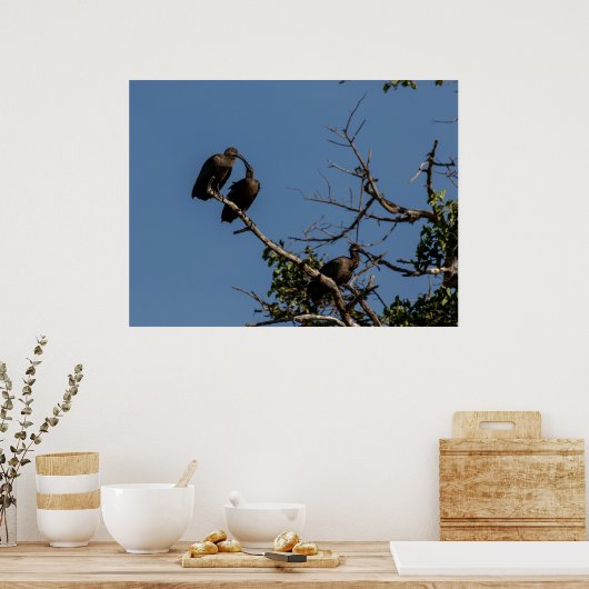 Trio van Hamerkops in het bladerdak Poster (Keuken)