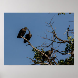 Trio van Hamerkops in het bladerdak Poster