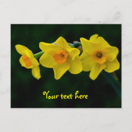 Trio van het Briefkaart Daffodils