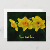 Trio van het Briefkaart Daffodils (Voorkant / Achterkant)