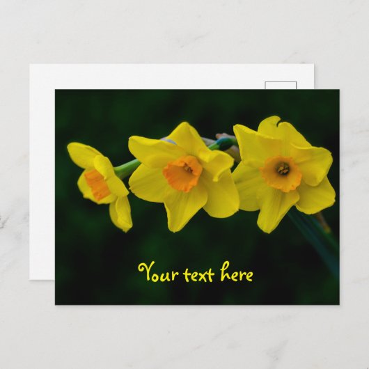 Trio van het Briefkaart Daffodils (Voorkant / Achterkant)