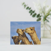 Trio van kamelen, kamelenmarkt, Caïro, Egypte Briefkaart (Staand voorkant)
