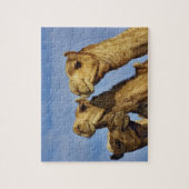 Trio van kamelen, kamelenmarkt, Caïro, Egypte Legpuzzel (Verticaal)
