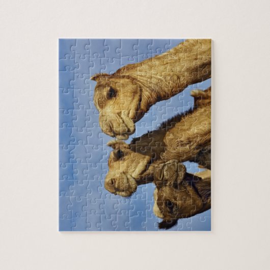 Trio van kamelen, kamelenmarkt, Caïro, Egypte Legpuzzel (Verticaal)