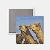 Trio van kamelen, kamelenmarkt, Caïro, Egypte Magneet (Voorkant / Achterkant)