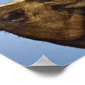 Trio van kamelen, kamelenmarkt, Caïro, Egypte Poster (Hoek)