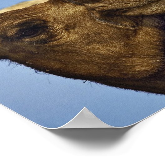 Trio van kamelen, kamelenmarkt, Caïro, Egypte Poster (Hoek)