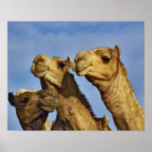 Trio van kamelen, kamelenmarkt, Caïro, Egypte Poster (Voorkant)