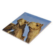 Trio van kamelen, kamelenmarkt, Caïro, Egypte Tegeltje (Zijkant)