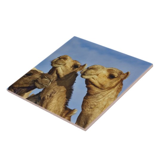 Trio van kamelen, kamelenmarkt, Caïro, Egypte Tegeltje (Zijkant)