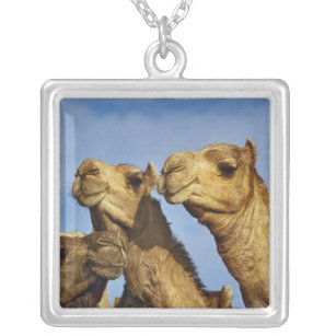 Trio van kamelen, kamelenmarkt, Caïro, Egypte Zilver Vergulden Ketting