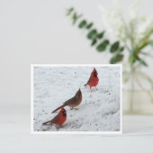 Trio van kardinalen briefkaart (Staand voorkant)