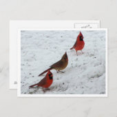 Trio van kardinalen briefkaart (Voorkant / Achterkant)