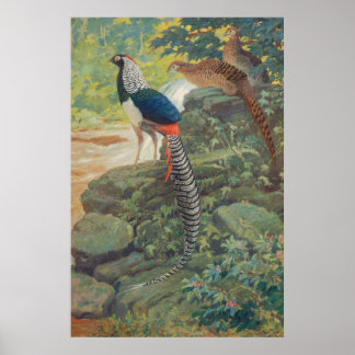Trio van Lady Amherst's fazant door waterval Poster
