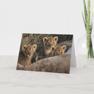 Trio van Lion Cubs met moeder Kaart