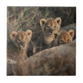 Trio van Lion Cubs met moeder Tegeltje (Voorkant)