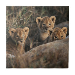 Trio van Lion Cubs met moeder Tegeltje
